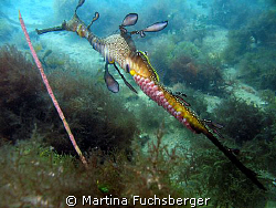 Weedy Seadragon with eggs.
Taken under Flinders Pier, Me... by Martina Fuchsberger 